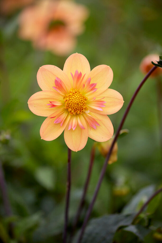 Dahlia Anemone Kelsey Annie Joy 1-pakning
